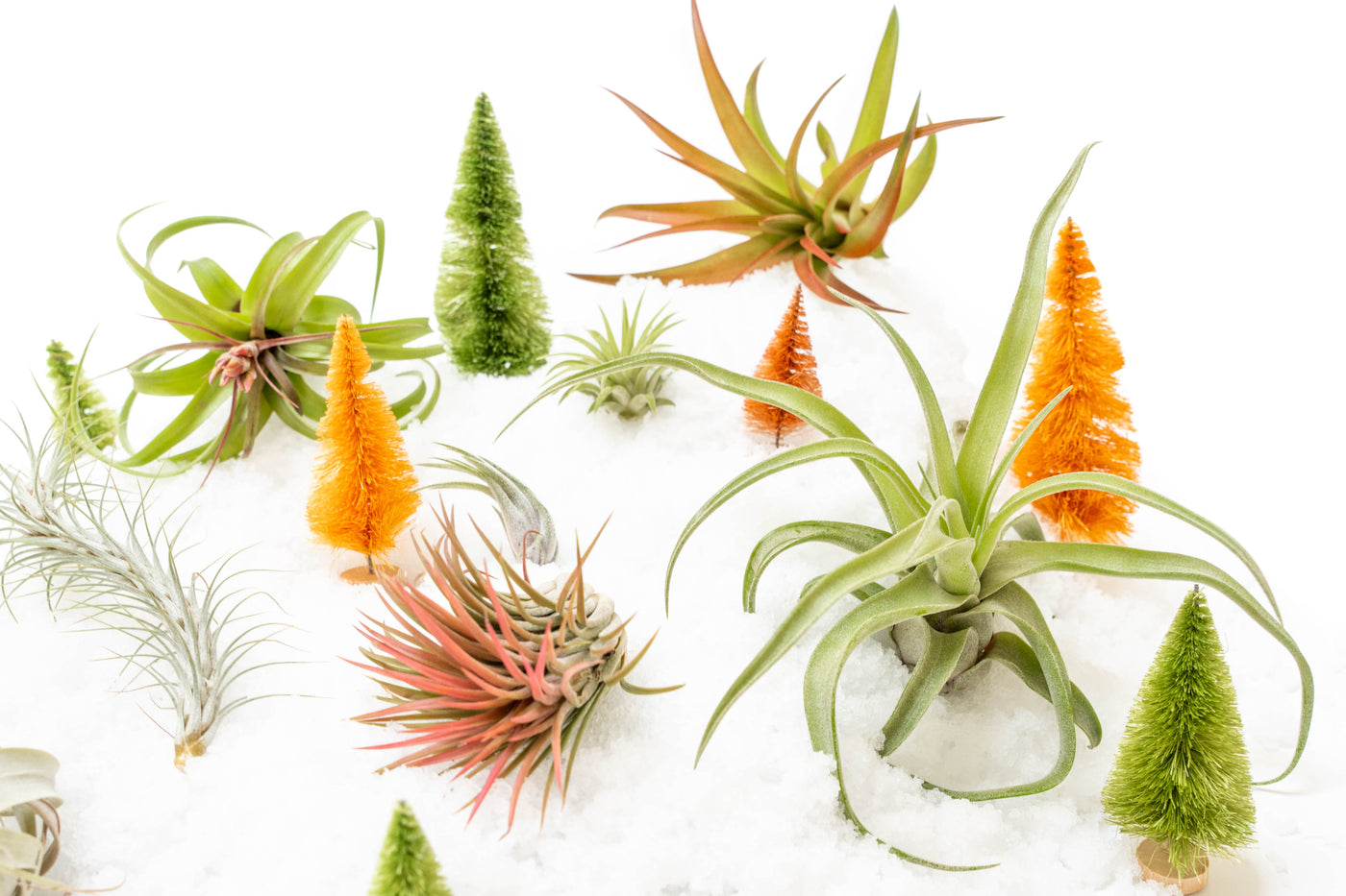 air plant tillandsia gift guide holiday 