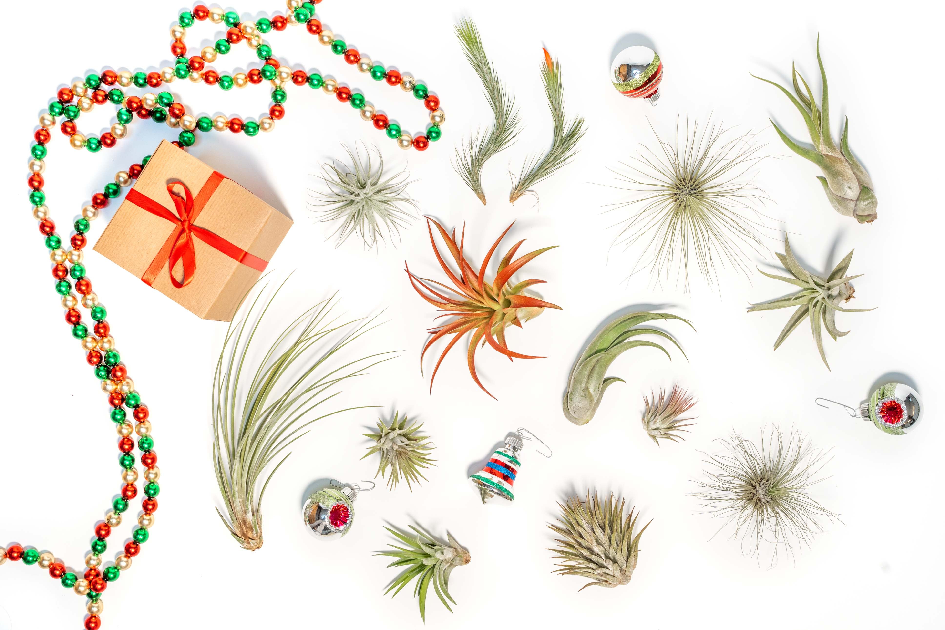 The Ultimate Holiday Gift Guide for Plant Lovers