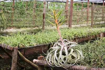 Sustainable Farming: Cultivation of Tillandsia Xerographica