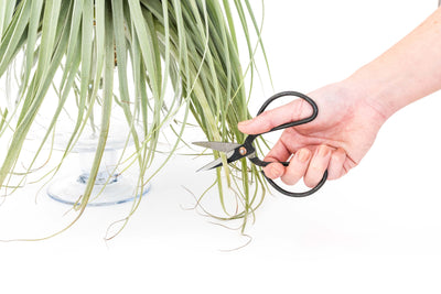 How to Trim Your Air Plant