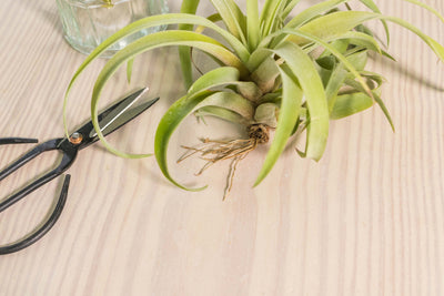 What's Killing My Air Plants?
