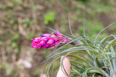 How to Encourage Your Air Plant to Bloom