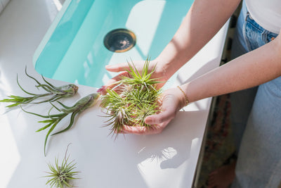 How to Keep Your Air Plants Healthy