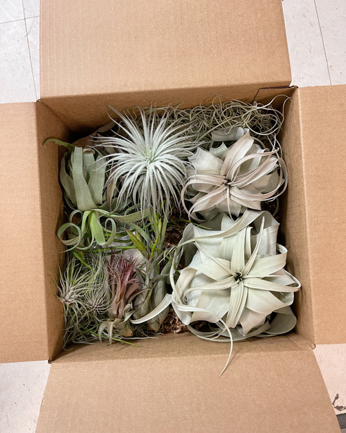 After You Have Made Your Order of Tillandsia Air Plants Air Plant