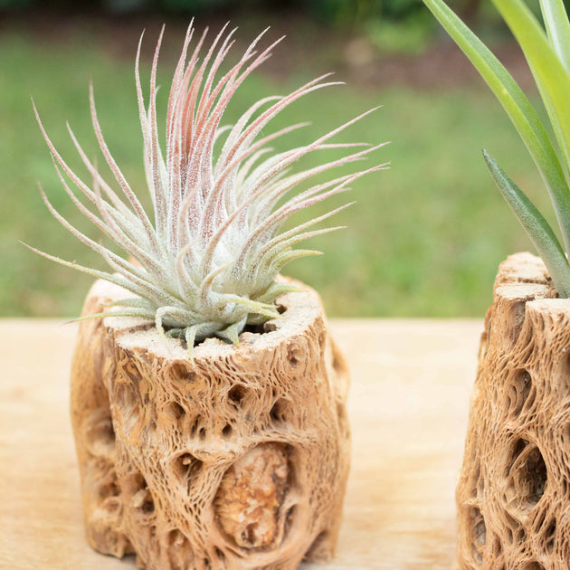 Handcrafted Wooden Magnet Air Plant Holder