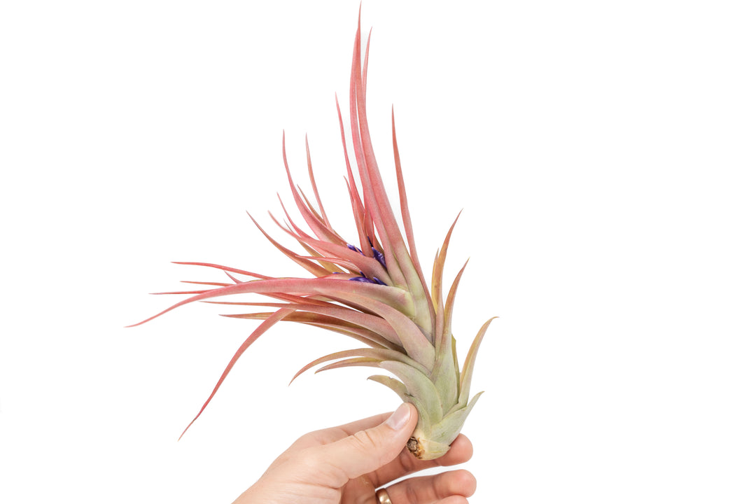 hand holding blushing and blooming large tillandsia abdita air plant