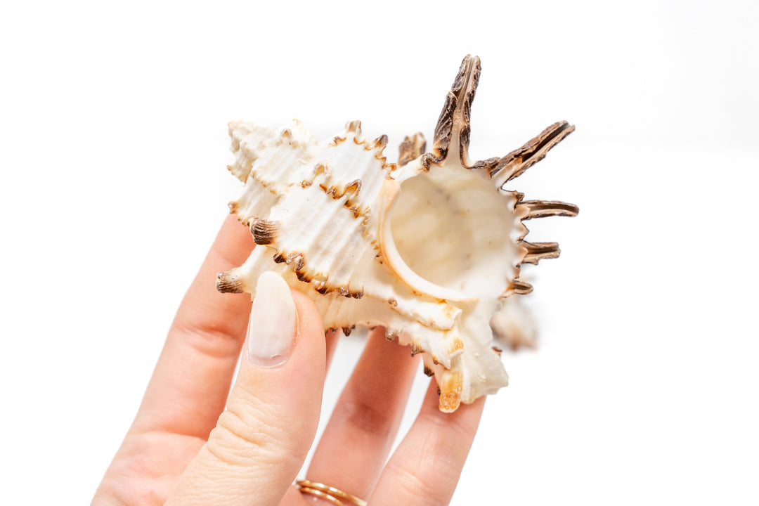 hand holding a longspine murex seashell