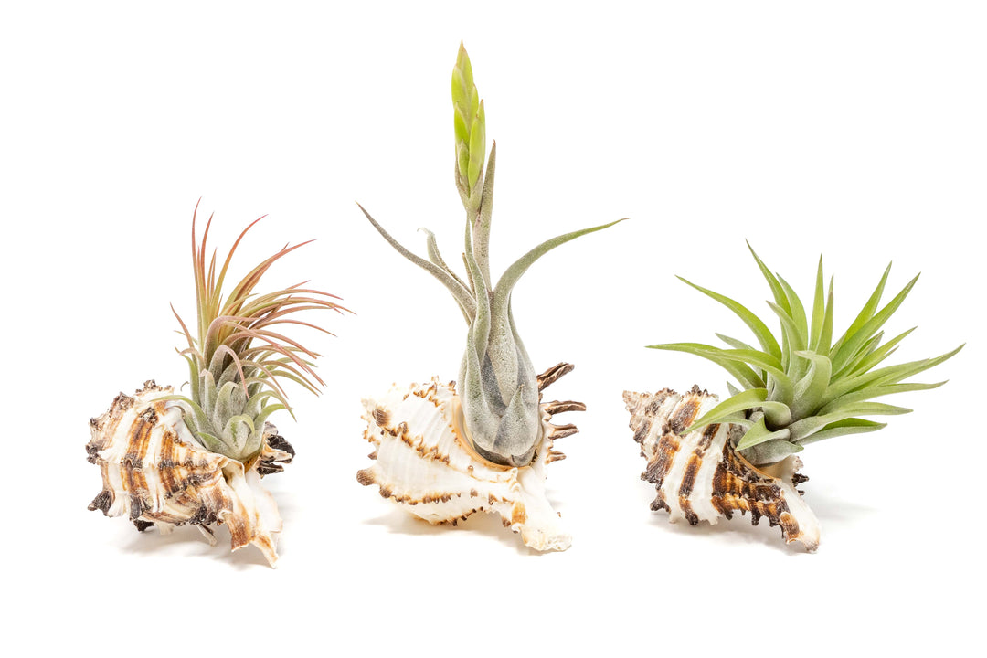 three longspine murex seashells with assorted tillandsia air plants