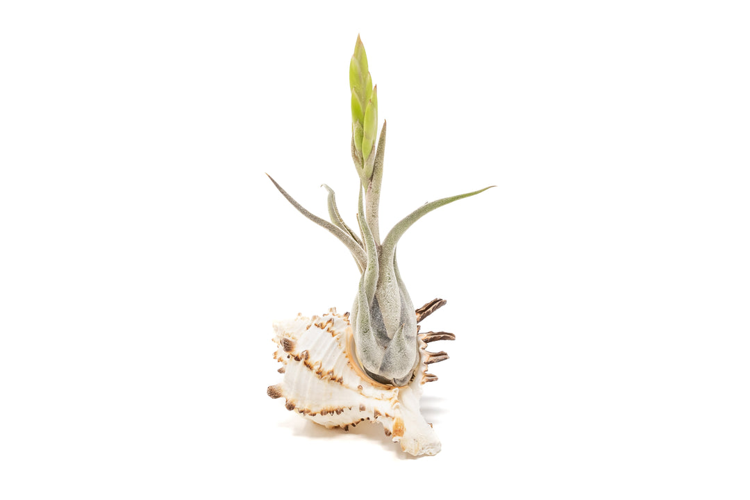 longspine murex seashell with budding tillandsia caput medusae air plant