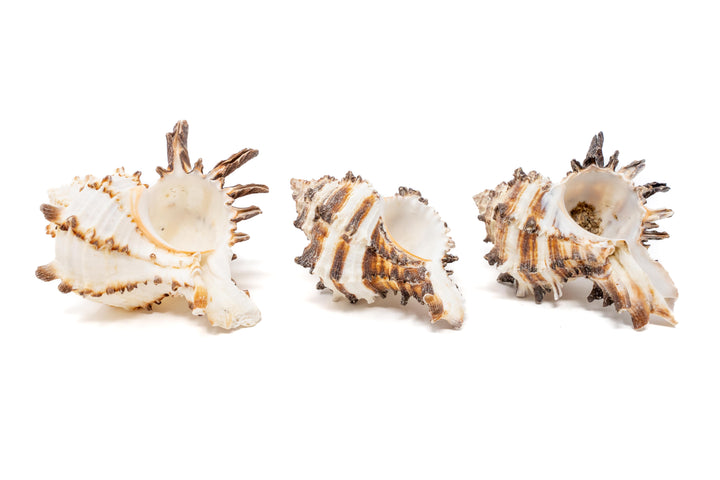 three longspine murex seashells