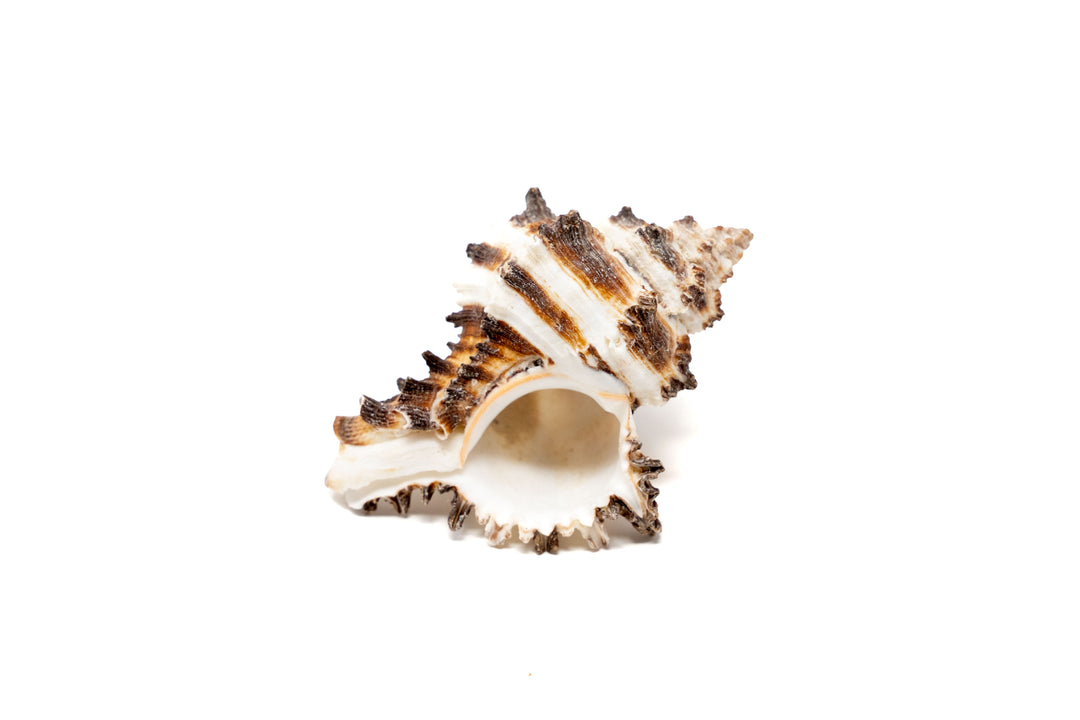 longspine murex seashell