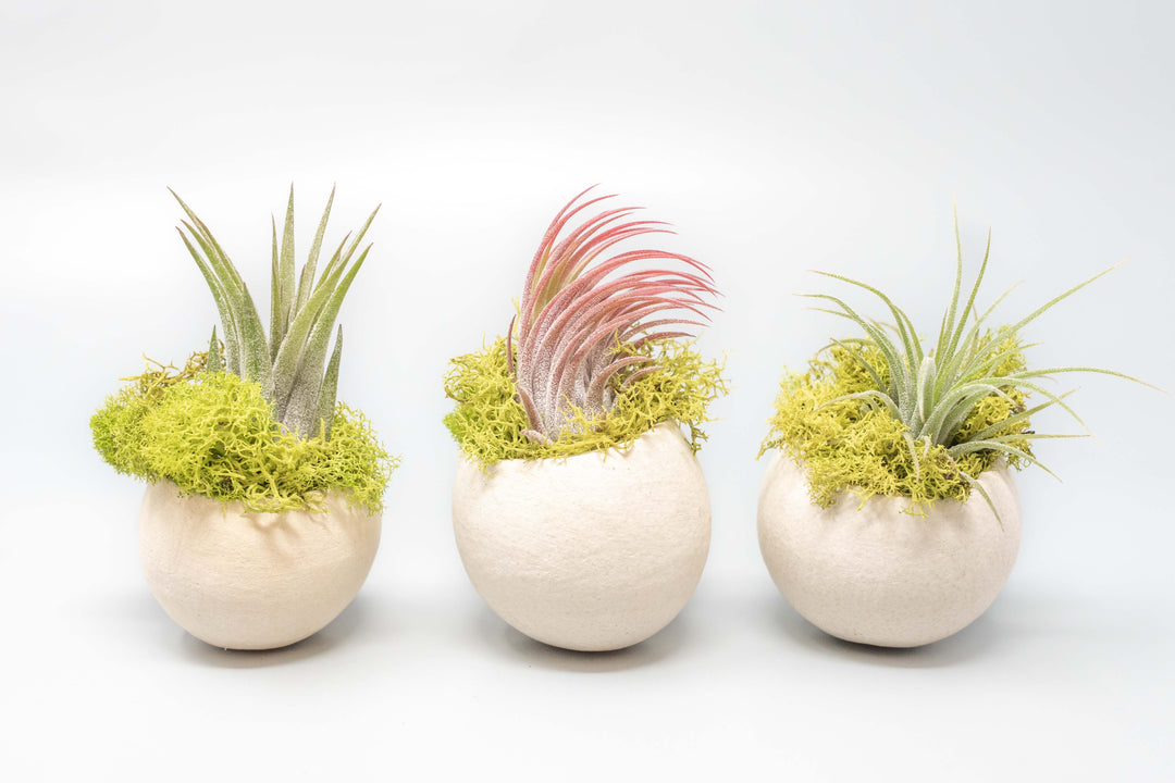 three seed pod containers with moss and blushing tillandsia air plants