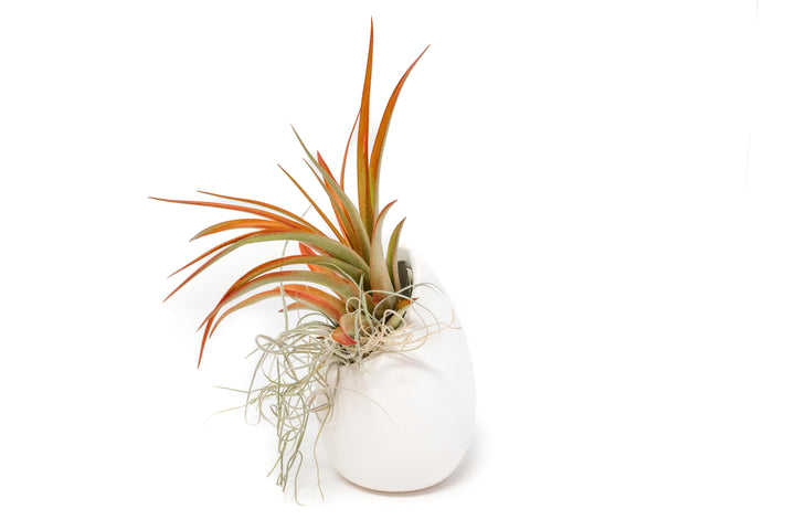 Wholesale - Small Ivory Ceramic Vase with Tillandsia Red Abdita and Spanish Moss