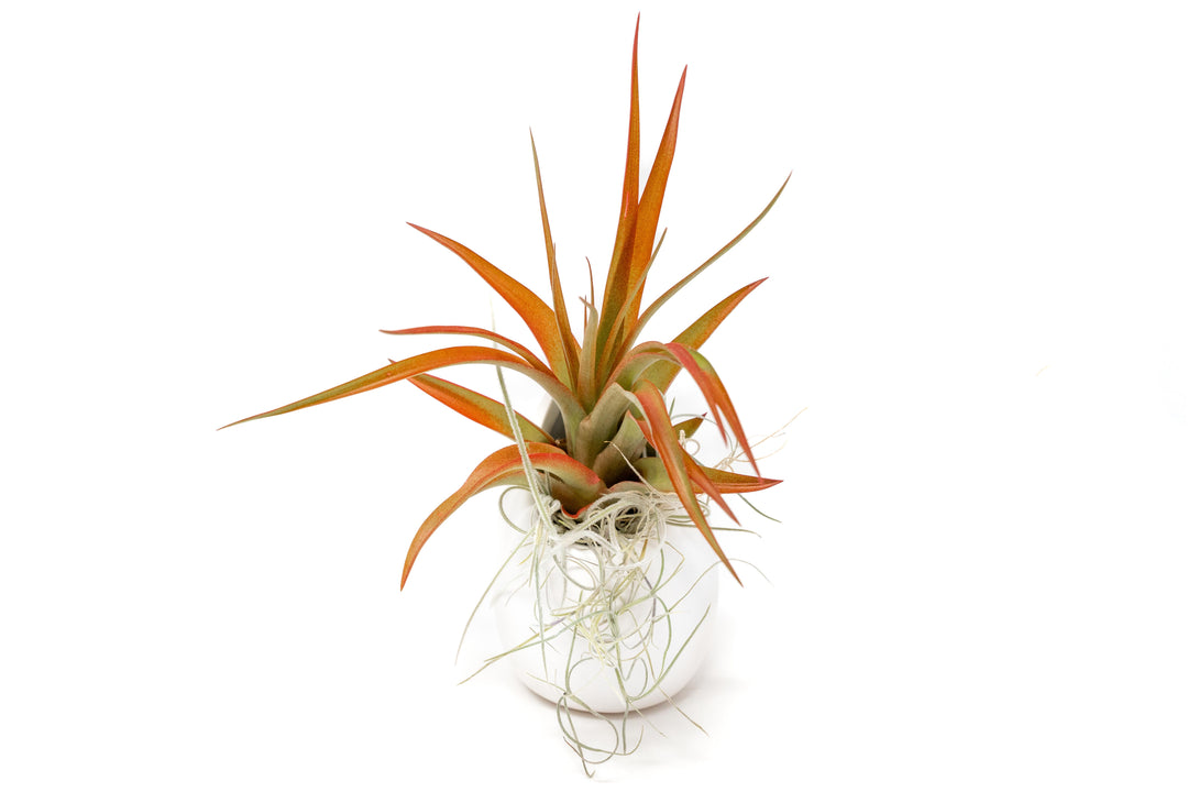 Wholesale - Small Ivory Ceramic Vase with Tillandsia Red Abdita and Spanish Moss