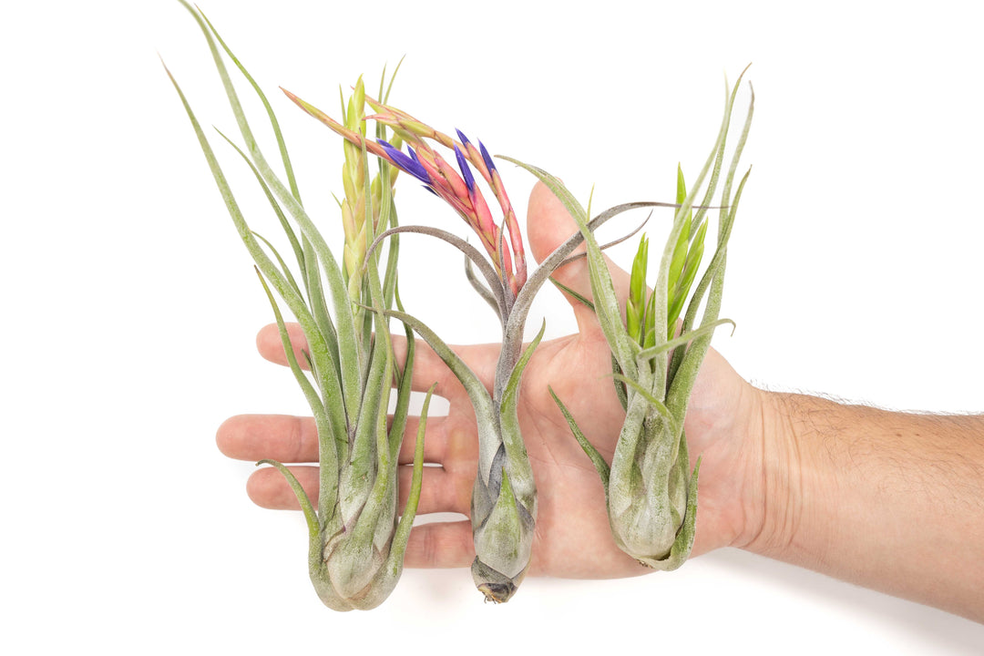 hand holding three large blooming tillandsia caput medusae air plants