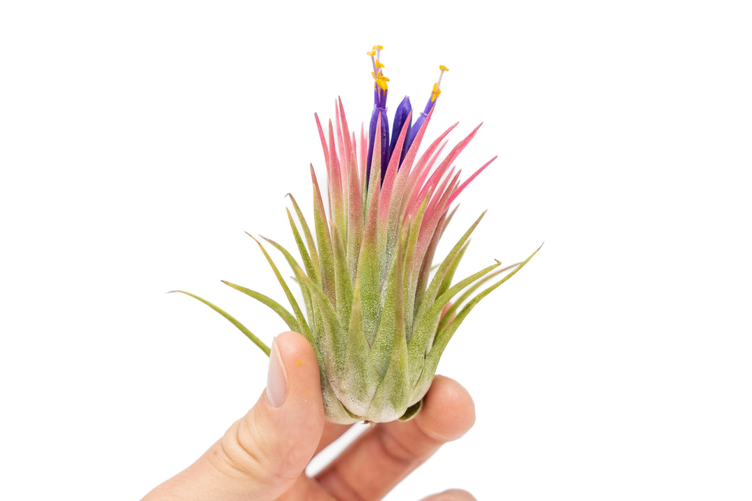 hand holding large blushing and blooming tillandsia ionantha rubra air plant