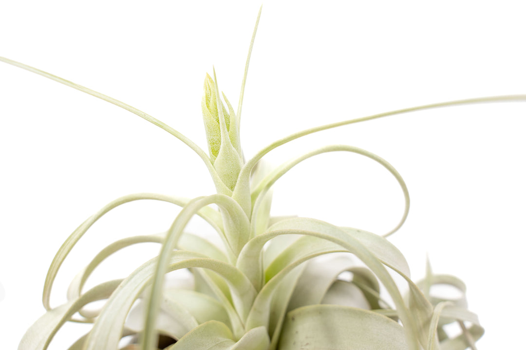 close up of bloom stalk on a large tillandsia xerographica air plant