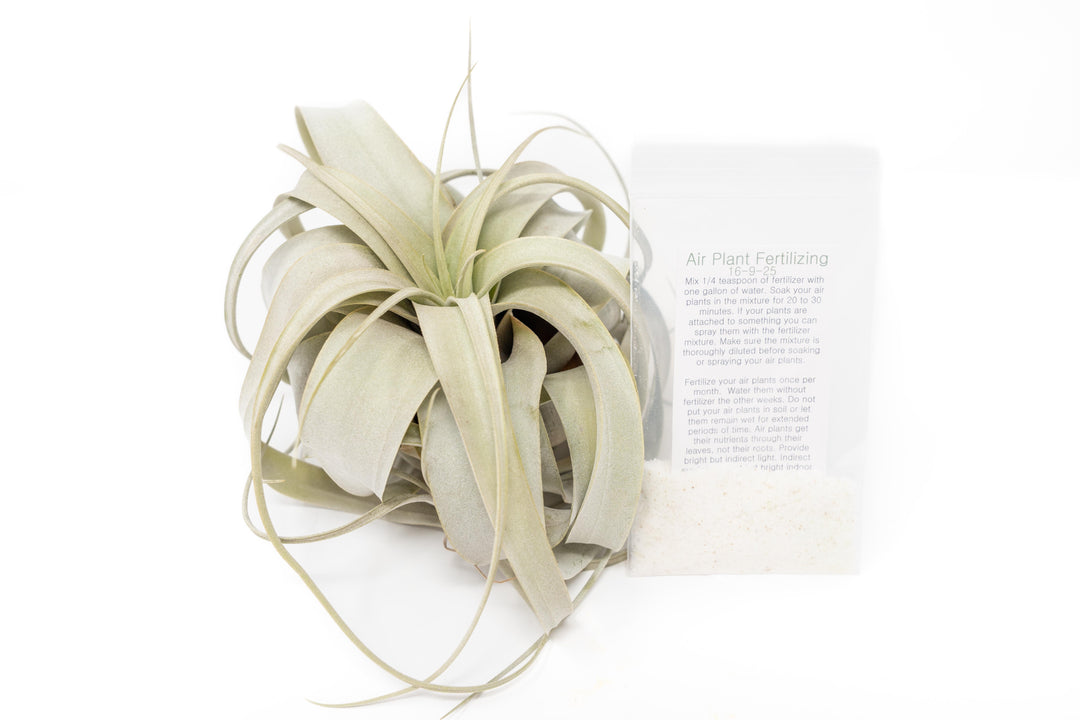 tillandsia xerographica air plant with packet of 1 year supply air plant fertilizer