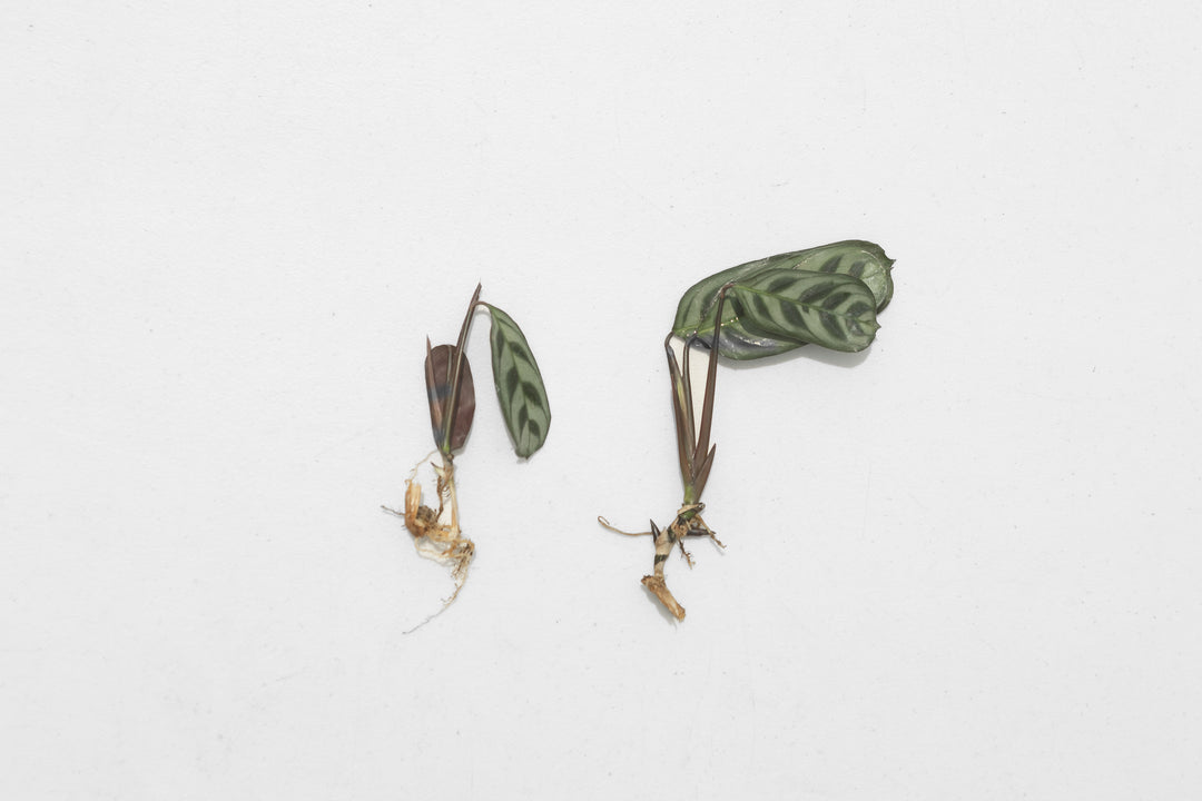 Wholesale - Calathea 'Prayer Plants' Burle Marxii Fresh Rooted Cuttings