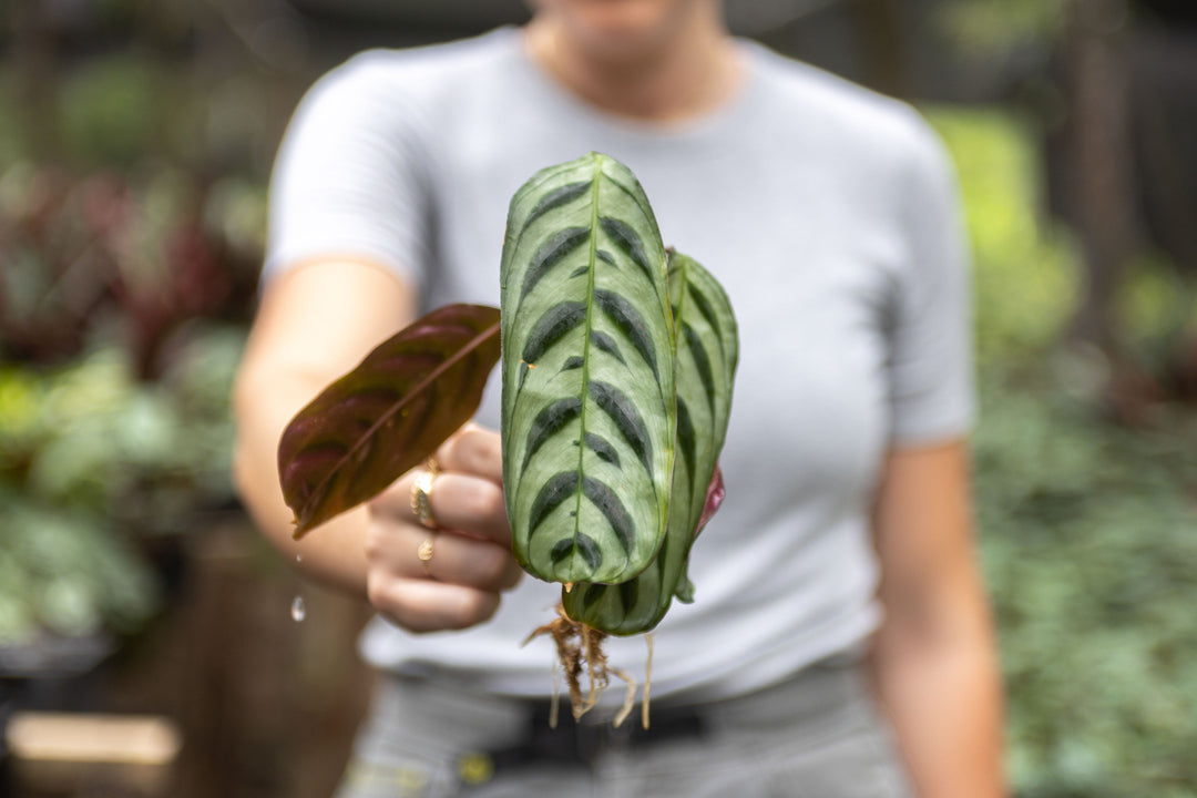 Wholesale - Calathea 'Prayer Plants' Burle Marxii Fresh Rooted Cuttings