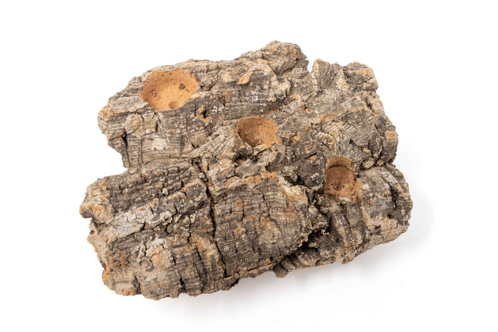 medium cork bark display with holes drilled for tillandsia air plants
