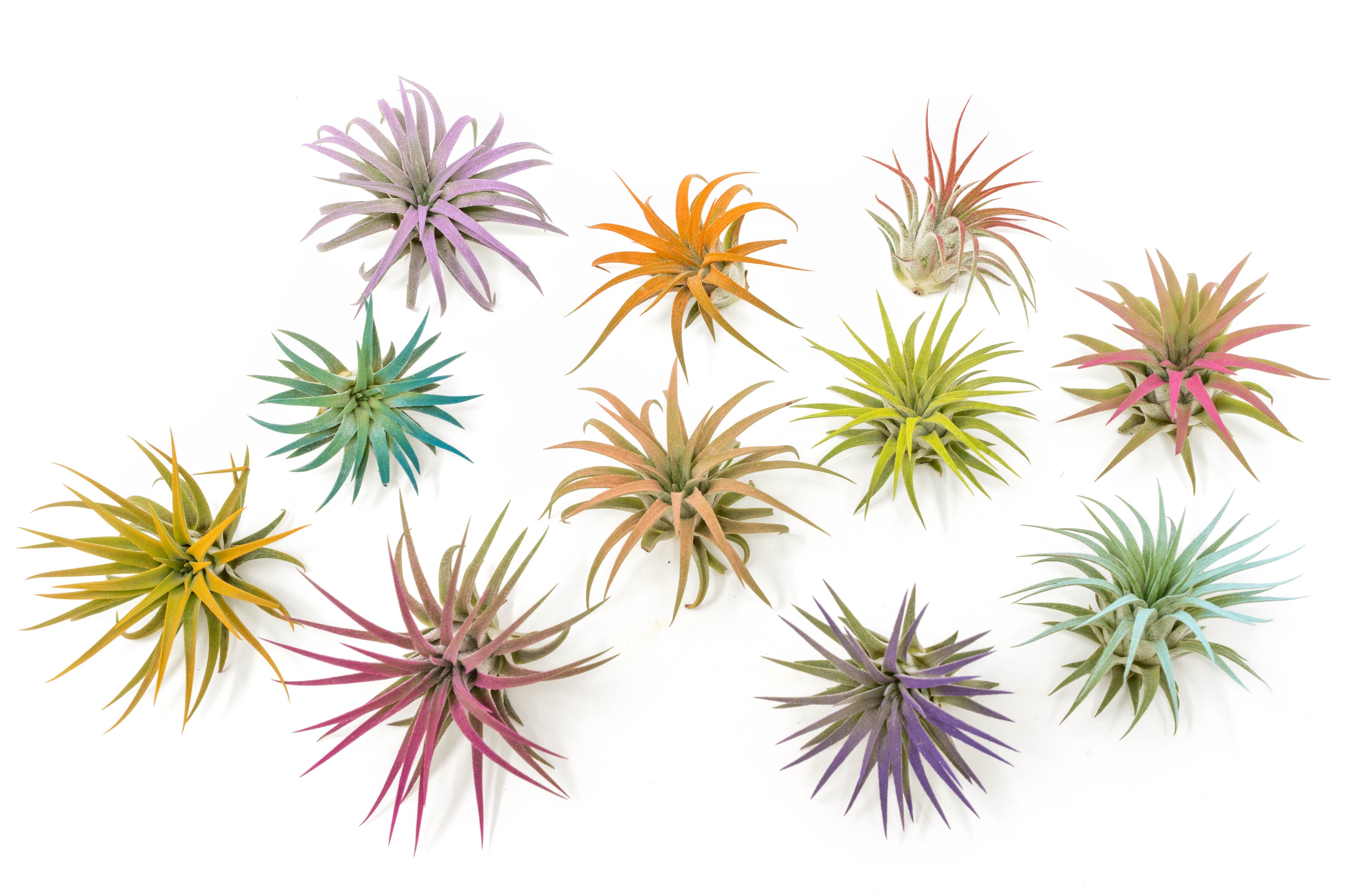 Long-Lasting, Colorful Air Plants | Tillandsia Ionantha Rubra