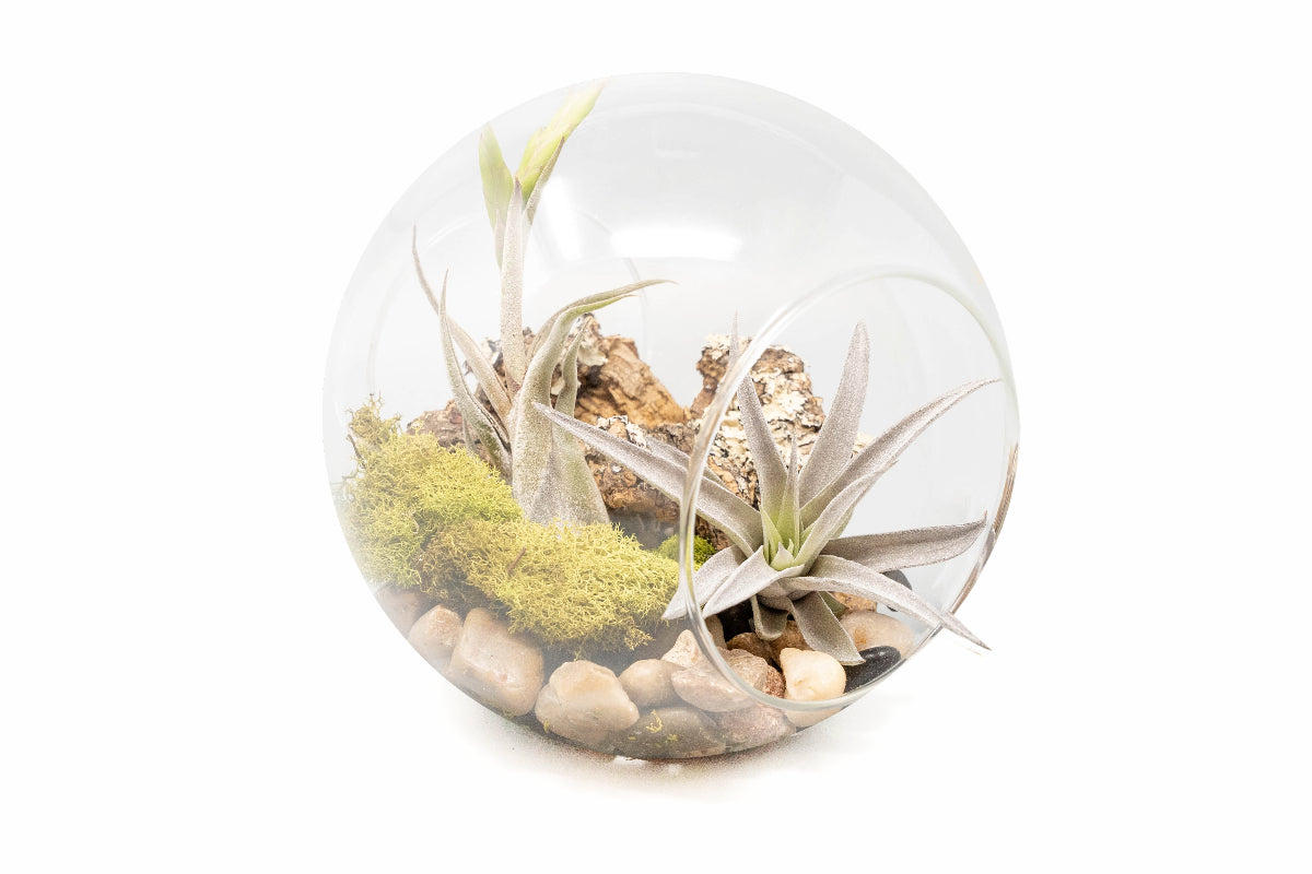 Large HandBlown Glass Terrarium with Tillandsia Caput Medusae & Harri