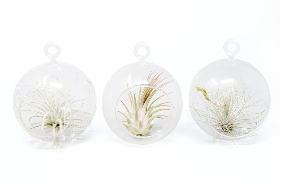 three mini glass globe terrariums with assorted tillandsia air plants