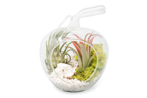 glass apple terrarium with white pebbles, green moss, and two tillandsia air plants