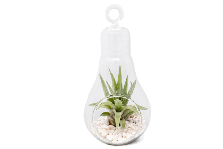Hanging Light Bulb Terrarium with Crushed White Stones and Tillandsia Air Plant
