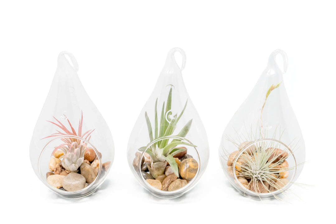 three teardrop glass terrariums with stones and assorted tillandsia air plants