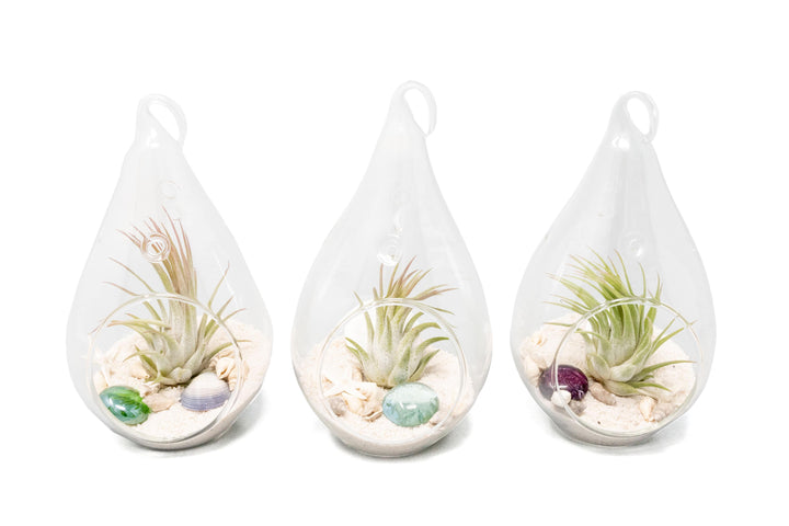 three teardrop shaped glass terrariums with white sand, sea life and assorted tillandsia ionantha air plants