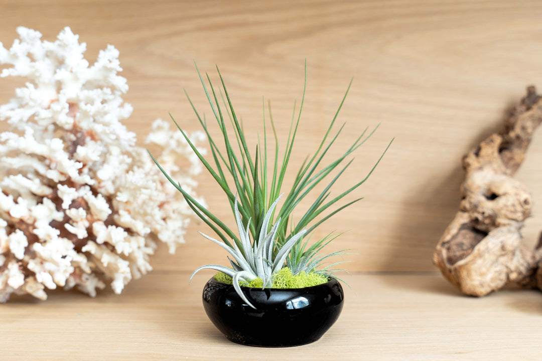 lifestyle photo of black glazed terracotta plant dish with moss and three assorted tillandsia air plants