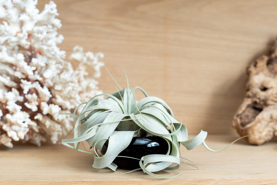 lifestyle photo of black glazed terracotta plant dish with mini tillandsia xerographica air plant