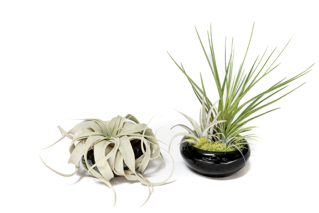black glazed terracotta plant dishes. One with tillandsia xerographica and one with moss and three assorted air plants 