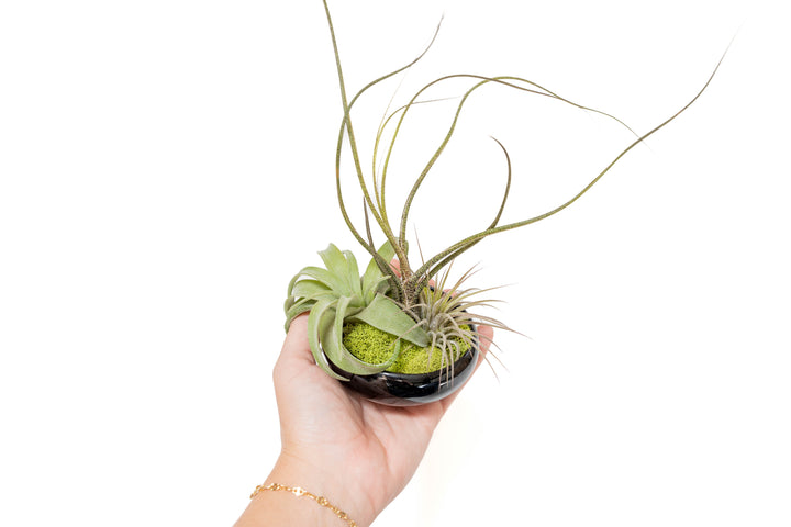 hand holding a black glazed terracotta plant dish with moss and assorted tillandsia air plants