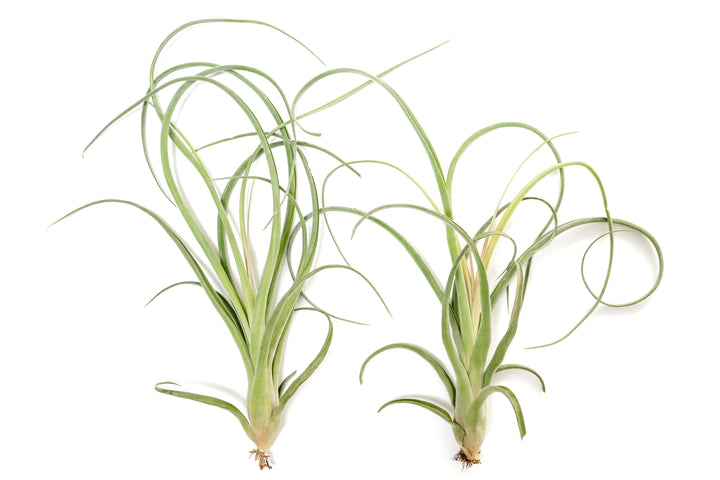 Wholesale - Tillandsia Curly Slim (T. Intermedia x T. Streptophylla) Air Plant - Large Variant