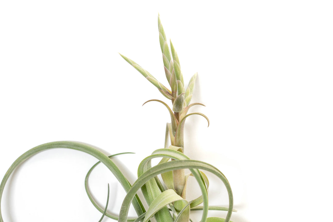 Wholesale - Tillandsia Curly Slim (T. Intermedia x T. Streptophylla) Air Plant - Large Variant