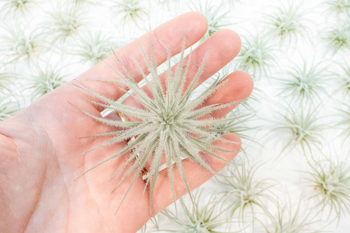hand holding tillandsia tectorum ecuador air plant with many tectorums in the background
