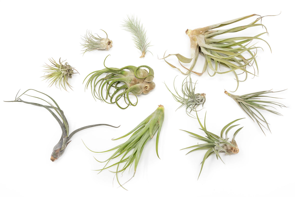 SALE Tillandsia Air Plants in need of Tender Loving Care 50 Off