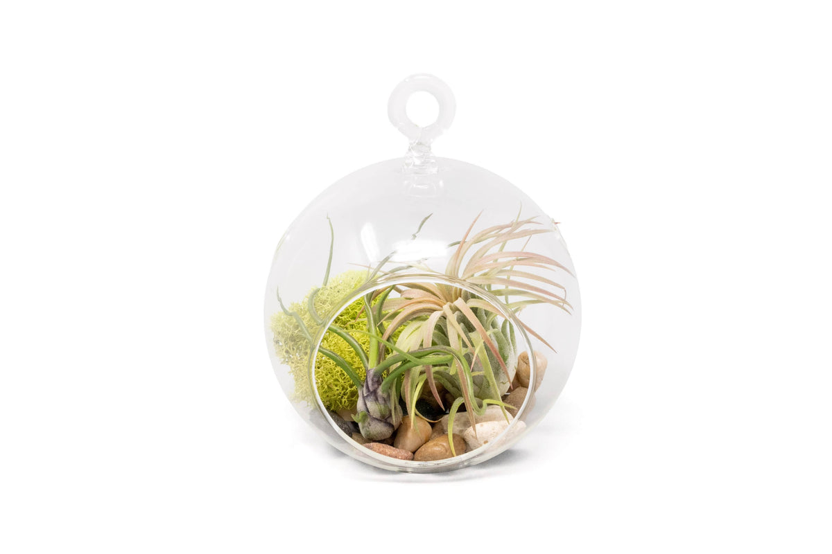 Wholesale Stunning Terrarium Sets Each Terrarium Includes Glass Glob