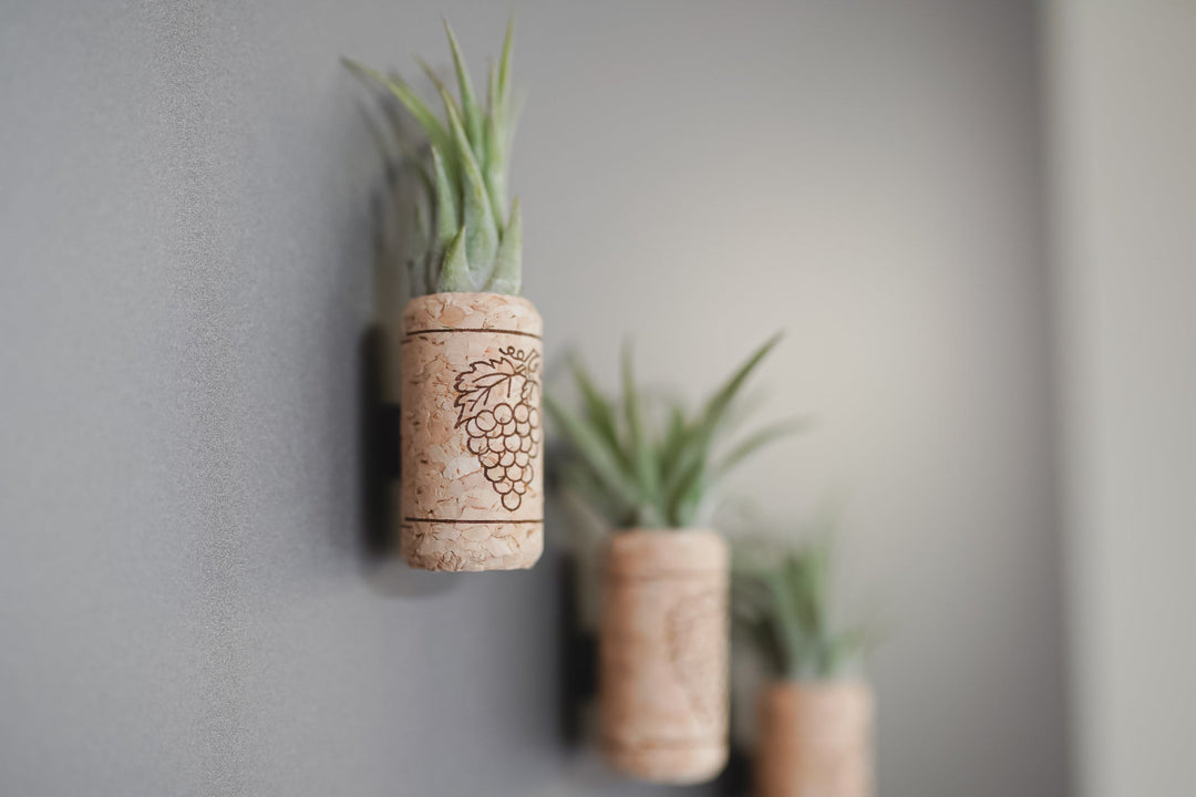 Set of 2 Magnetic Wine Corks with Assorted Tillandsia Air Plants
