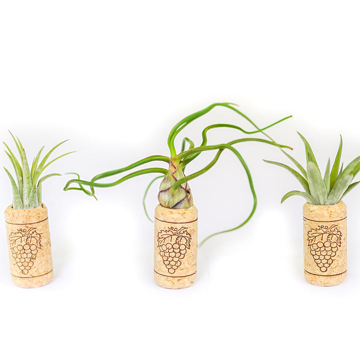 three drilled out wine cork magnets with assorted tillandsia air plants