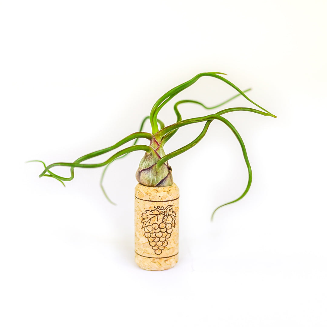 drilled out wine cork magnet with tillandsia bulbosa guatemala air plant