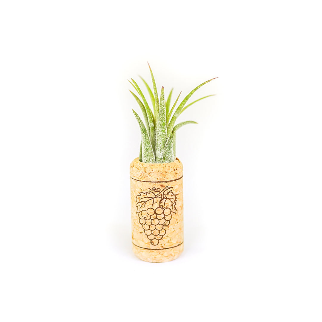 drilled out wine cork magnet with tillandsia ionantha scaposa air plant