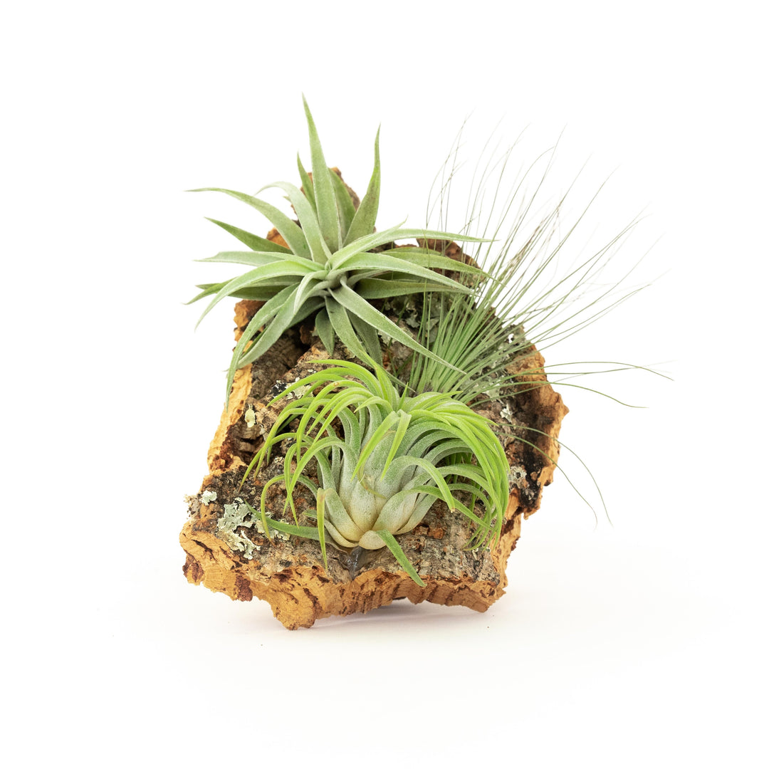 small cork bark display with assorted tillandsia air plants