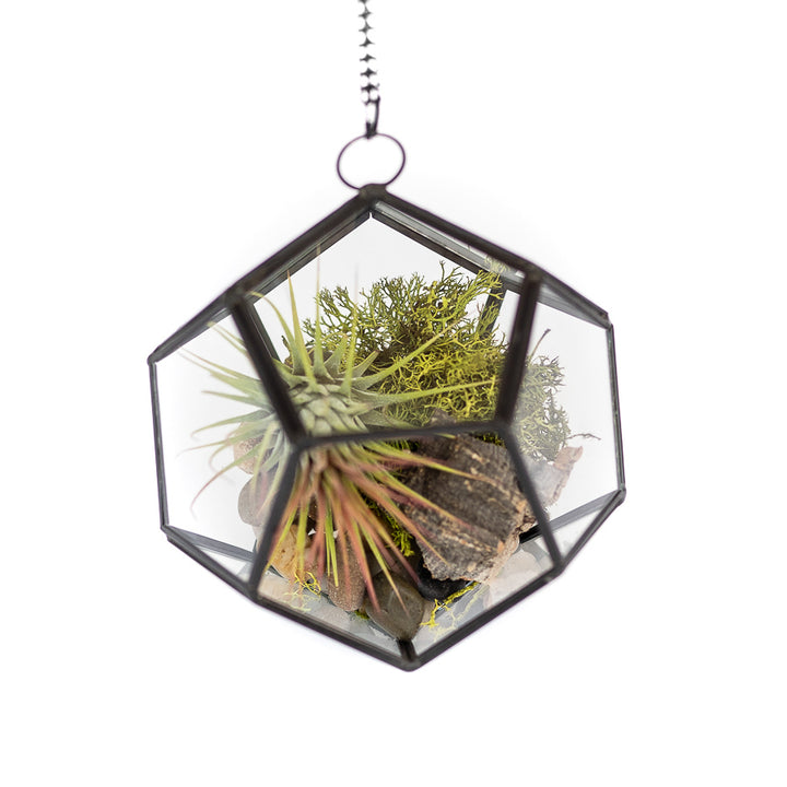 multifaceted glass pentagon shaped terrarium with black metal accents containing stones, moss, cork bark and tillandsia ionantha guatemala air plant