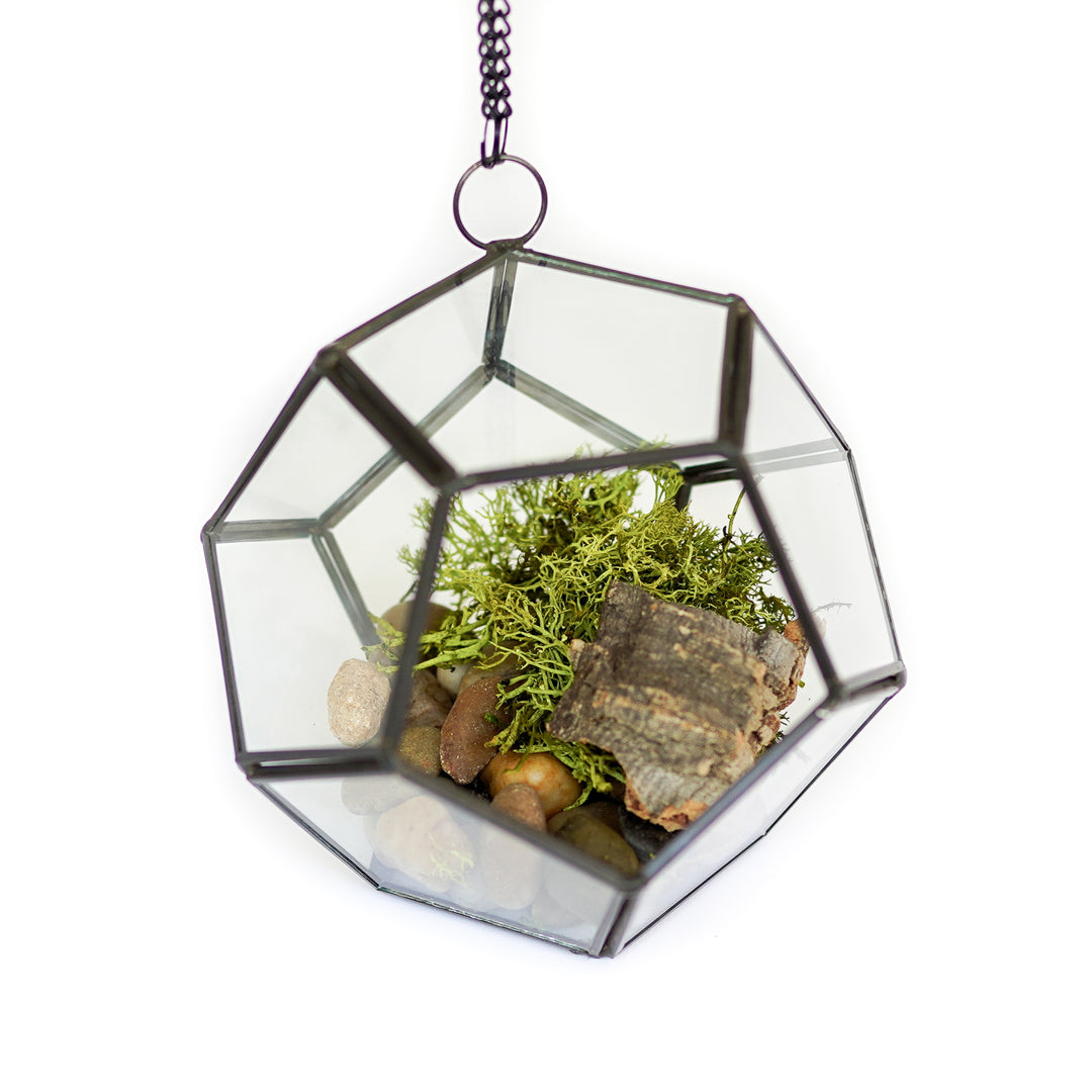 multifaceted glass pentagon shaped terrarium with black metal accents containing stones, moss, cork bark 