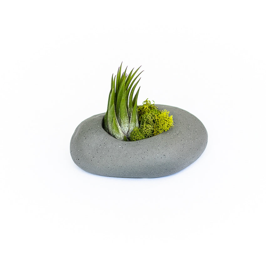 Sets of 3, 6 or 9 Gray Ceramic Stone Air Plant Holders with Assorted Tillandsia Air Plants