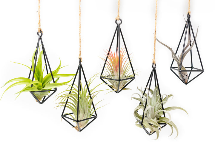 four hanging metal pendants with assorted tillandsia air plants hanging by hemp string
